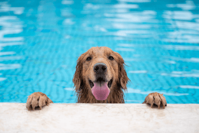 Should You Let Your Dog Swim in Your Swimming Pool? A Closer Look
